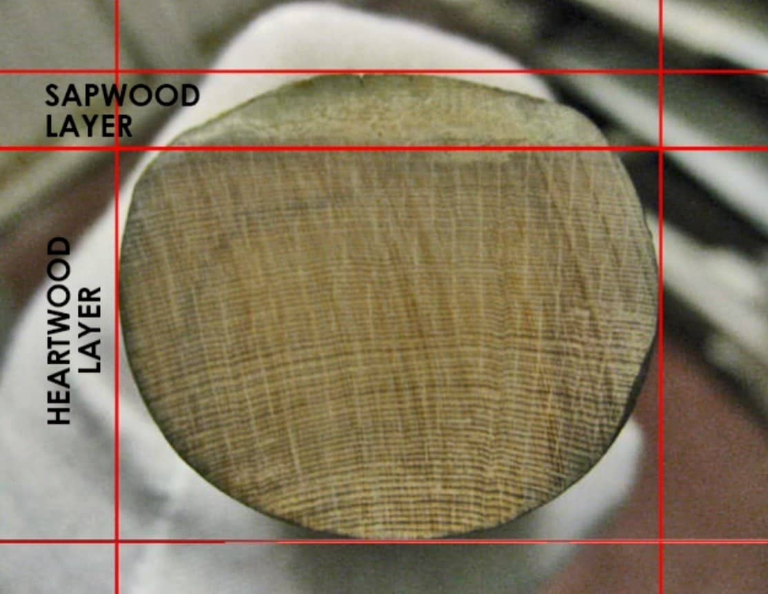 Cross-section of an original Mary Rose bow, not one of Doug's, labelled to show the sapwood layer over the heartwood